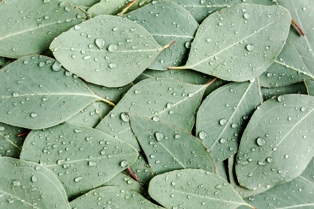 Background/texture,Made,Of,Green,Eucalyptus,Leaves,With,Raindrop,,Dew.,Flat